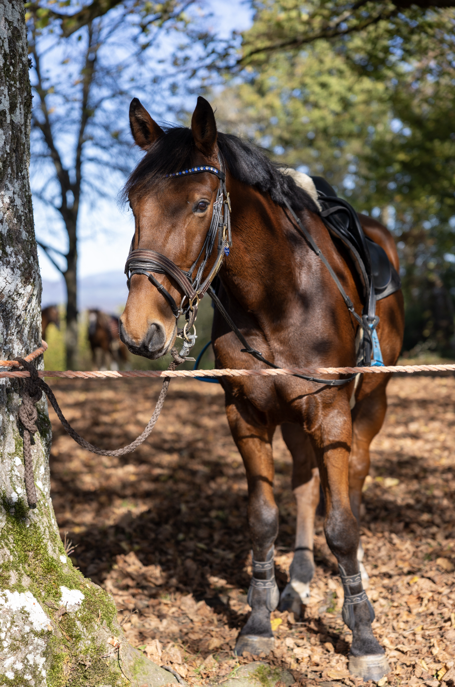 Bildschirmfoto 2024 11 22 um 11.15.46