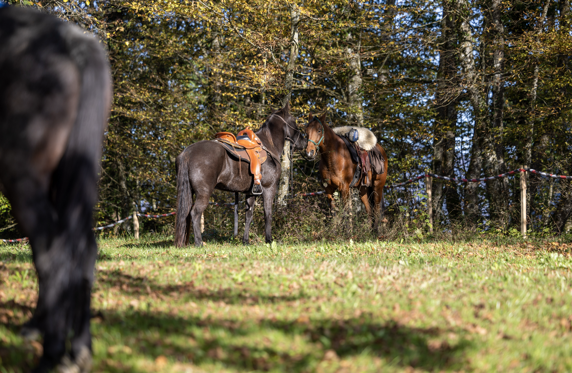 Bildschirmfoto 2024 11 22 um 11.16.44